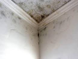 Why You Should Choose Our Mold Remediation Services in Cloverly, MD