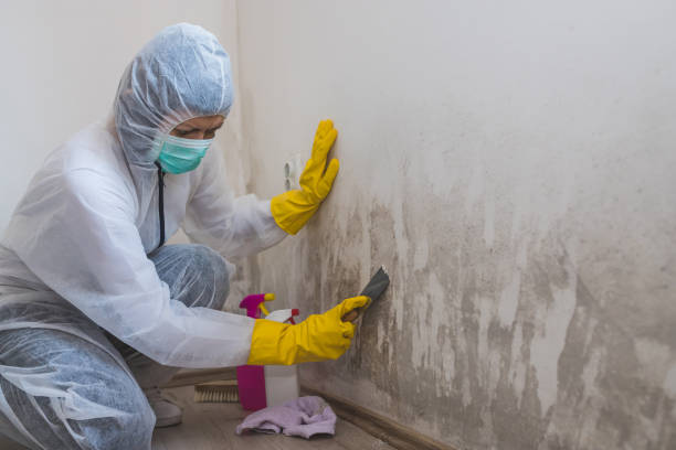 Trusted Cloverly, MD Mold Remediation Experts